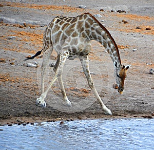 The giraffe Giraffa camelopardalis is an African even-toed ungulate mammal