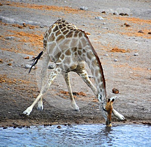 The giraffe Giraffa camelopardalis is an African even-toed ungulate mammal