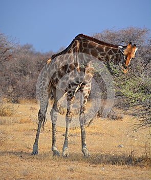 The giraffe Giraffa camelopardalis is an African even-toed ungulate mammal