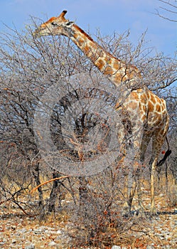 The giraffe Giraffa camelopardalis is an African even-toed ungulate mammal