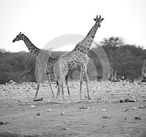 The giraffe Giraffa camelopardalis is an African even-toed ungulate mammal