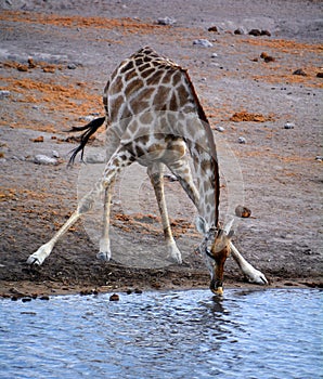 The giraffe Giraffa camelopardalis is an African even-toed ungulate mammal