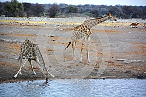 The giraffe Giraffa camelopardalis is an African even-toed ungulate mammal