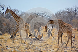 The giraffe Giraffa camelopardalis is an African even-toed ungulate mammal