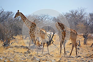 The giraffe Giraffa camelopardalis is an African even-toed ungulate mammal