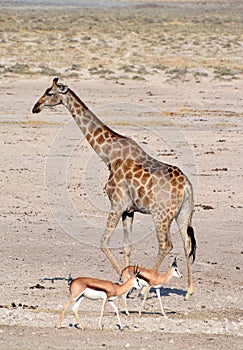 The giraffe Giraffa camelopardalis is an African even-toed ungulate mammal,