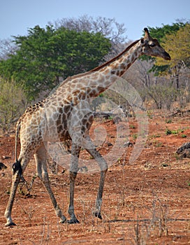 The giraffe Giraffa camelopardalis is an African even-toed ungulate mammal,