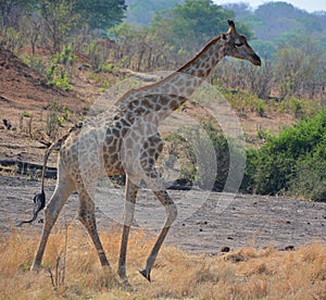 The giraffe Giraffa camelopardalis is an African even-toed ungulate mammal,