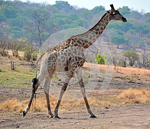 The giraffe Giraffa camelopardalis is an African even-toed ungulate mammal,