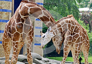 The giraffe Giraffa camelopardalis is an African even-toed ungulate mammal