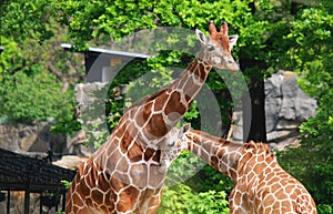 The giraffe Giraffa camelopardalis is an African even-toed ungulate mammal