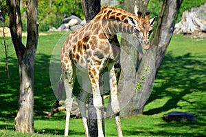 The giraffe Giraffa camelopardalis is an African even-toed ungulate mammal