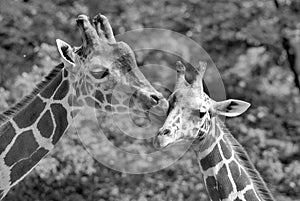 The giraffe Giraffa camelopardalis is an African even-toed ungulate mammal,