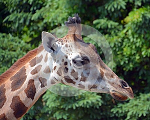 The giraffe Giraffa camelopardalis is an African even-toed ungulate mammal