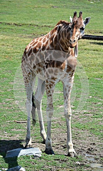 The giraffe Giraffa camelopardalis is an African even-toed ungulate mammal,