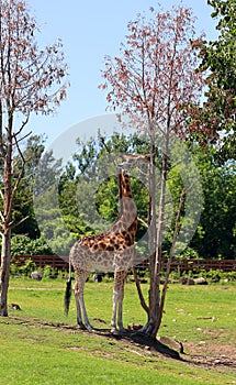 Giraffe Giraffa camelopardalis is an African even-toed ungulate mammal,