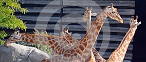 Giraffe Giraffa camelopardalis is an African even-toed ungulate mammal