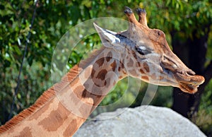 Giraffe Giraffa camelopardalis is an African even-toed ungulate mammal