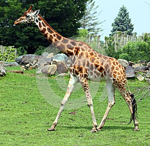 The giraffe (Giraffa camelopardalis) is an African even-toed ungulate mammal