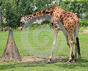 The giraffe (Giraffa camelopardalis) is an African even-toed ungulate mammal