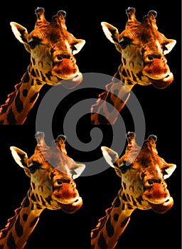 Giraffe (Giraffa camelopardalis) is an African even-toed ungulate mammal,