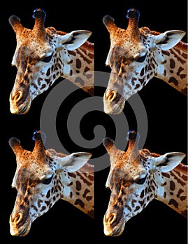 Giraffe (Giraffa camelopardalis) is an African even-toed ungulate mammal,