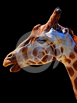 Giraffe (Giraffa camelopardalis) is an African even-toed ungulate mammal,