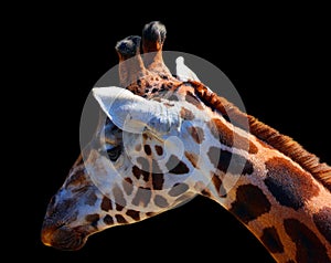 Giraffe (Giraffa camelopardalis) is an African even-toed ungulate mammal,