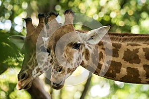 The giraffe Giraffa camelopardalis, African even-toed ungulate mammal, the tallest of all extant land-living animal species