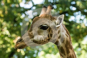 The giraffe Giraffa camelopardalis, African even-toed ungulate mammal, the tallest of all extant land-living animal species