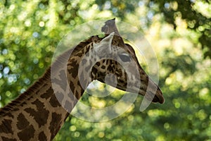 The giraffe Giraffa camelopardalis, African even-toed ungulate mammal, the tallest of all extant land-living animal species