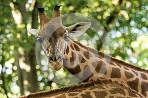 The giraffe Giraffa camelopardalis, African even-toed ungulate mammal, the tallest of all extant land-living animal species