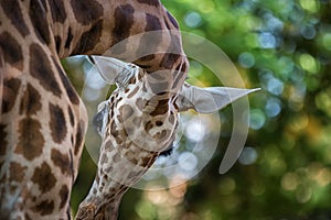 The giraffe Giraffa camelopardalis, African even-toed ungulate mammal, the tallest of all extant land-living animal species