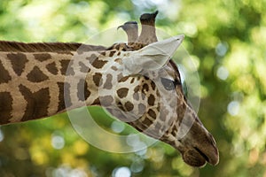 The giraffe Giraffa camelopardalis, African even-toed ungulate mammal, the tallest of all extant land-living animal species