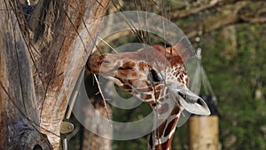 Giraffe, Giraffa camelopardalis is an African even-toed ungulate mammal, the tallest living terrestrial animal