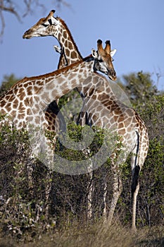 Giraffe in the Savuti region of Botswana