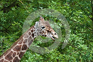 The giraffe, Giraffa camelopardalis is an African mammal