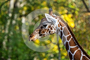 The giraffe, Giraffa camelopardalis is an African mammal