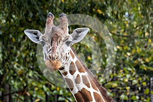 The giraffe, Giraffa camelopardalis is an African mammal