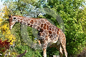 The giraffe, Giraffa camelopardalis is an African mammal