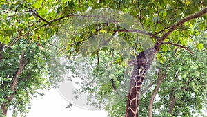 Giraffe, Giraffa camelopardalis, artiodactyl mammal, African animal eats leaves from a tree.