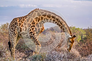 A Giraffe Giraffa Camelopardalis  in Dikhololo Game Reserve, South Africa photo