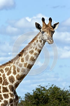 Giraffe (Giraffa camelopardalis) - Botswana photo