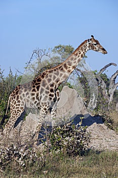 Giraffe Giraffa camelopardalis Botswana