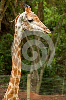 Giraffe - Giraffa camelopardalis - close