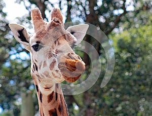 Giraffe (Giraffa camelopardalis) close up