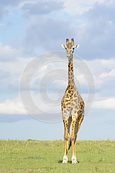 Giraffe (Giraffa camelopardalis) crossing savanna