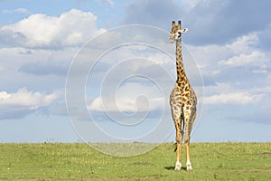 Giraffe (Giraffa camelopardalis) crossing savanna