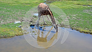 The giraffe Giraffa camelopardalis drinking