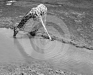 The giraffe Giraffa camelopardalis drinking